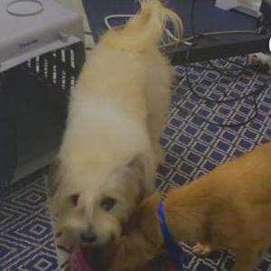 Lost Dog Layla and Eva