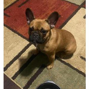 Lost Dog Sandy