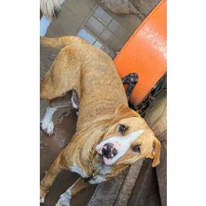 Lost Dog Eros