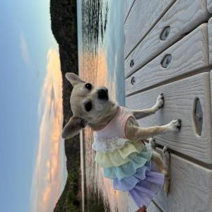 Lost Dog Iris