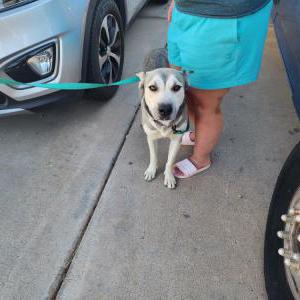 Found Dog Unknown