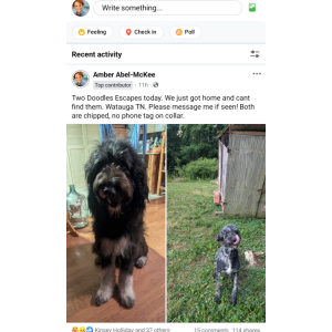 Lost Dog Oliver & Piper