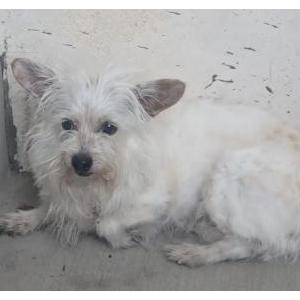 Lost Dog Max