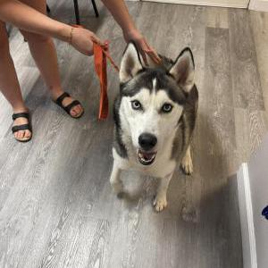 Found Dog UNKNOWN