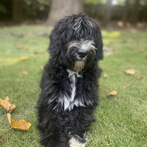 Lost Dog Maggie