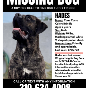 Lost Dog Hades