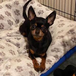 Lost Dog Hailey