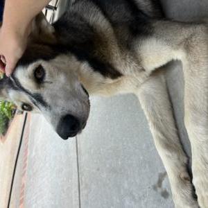 Lost Dog Darcy