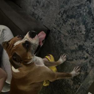 Found Dog Unknown