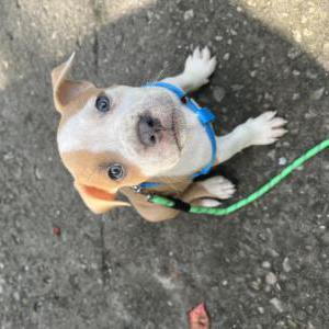 Lost Dog Fat daddy