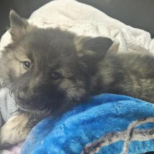 Lost Dog Kava Kay
