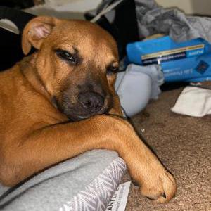 Lost Dog Bella