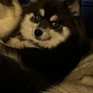 Lost Dog Dilly