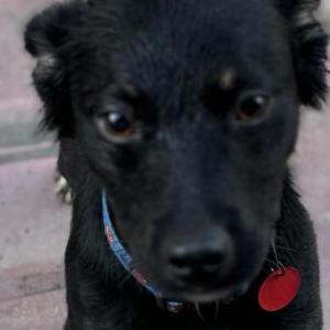 Found Dog Unknown