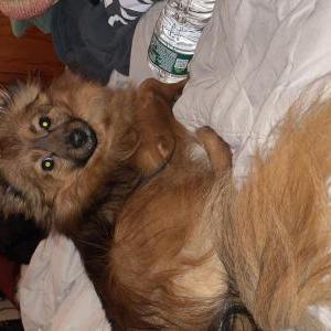 Lost Dog Zorro