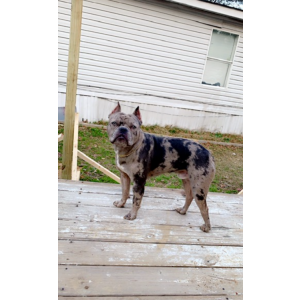 Lost Dog Kilo