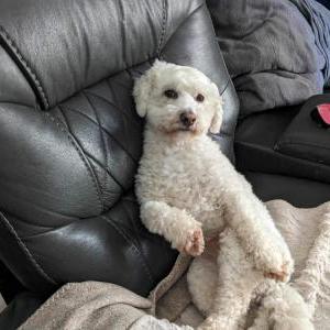 Lost Dog Toby