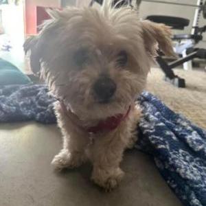 Lost Dog Chica