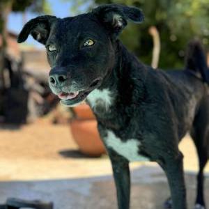 Lost Dog Juno