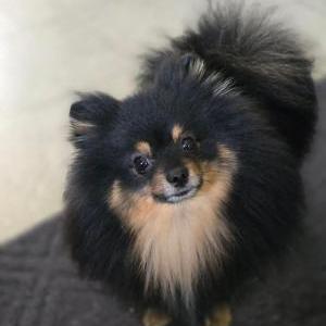 Lost Dog Valentino