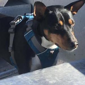 Lost Dog Whiskey