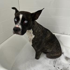 Found Dog Unknown