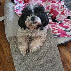 Lost Dog Ori