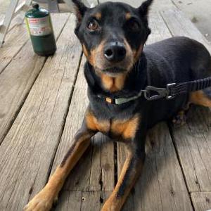 Lost Dog Sake