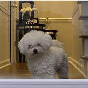 Lost Dog Chewy
