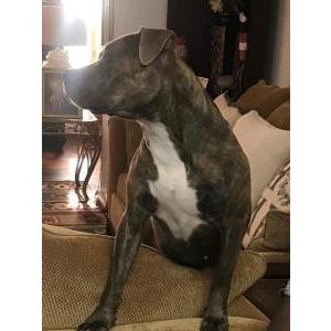 Lost Dog Sammy