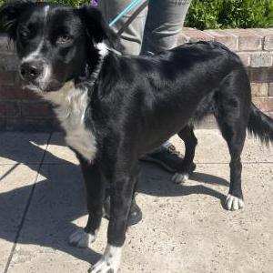 Found Dog Unknown