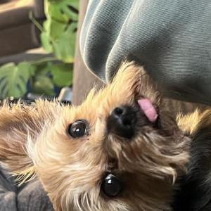 Lost Dog Cash