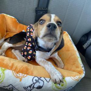 Lost Dog Jasper