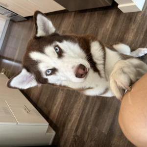 Lost Dog Fendi