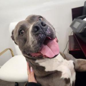 Lost Dog Pablo