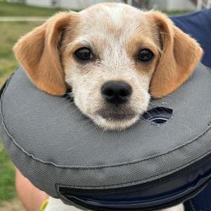 Lost Dog Willow