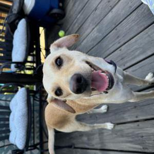 Found Dog Unknown