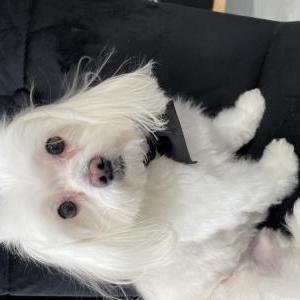 Lost Dog Leo