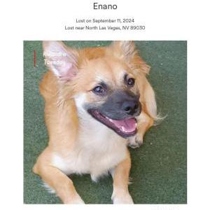 Lost Dog Enano