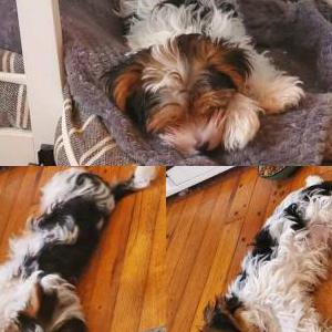 Lost Dog Rascal