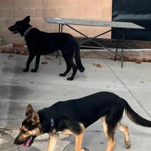 Found Dog Unknown