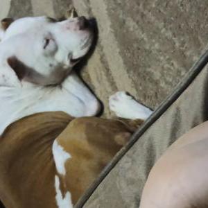 Image of Cleo, Lost Dog