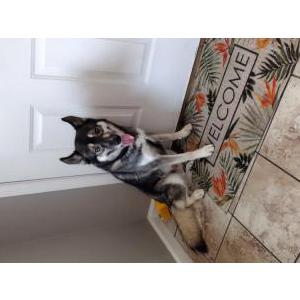 Lost Dog Lance