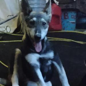 Lost Dog Ci Ci