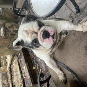Found Dog Unknown
