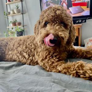 Lost Dog Birdie