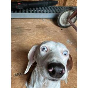 Lost Dog Kiara