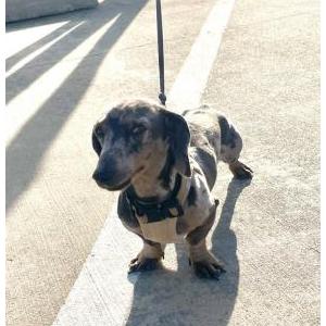 Lost Dog Slinky