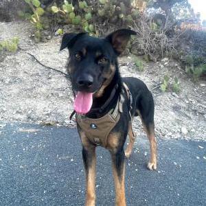 Lost Dog Mamba