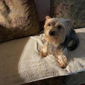 Found Dog Unknown